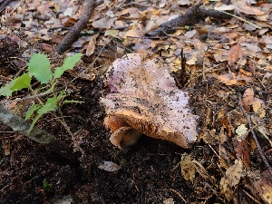  ( - FDS-CA-03537)  @11 [ ] by-nc (2024) Fresno Mycology Society Fungal Diversity Survey