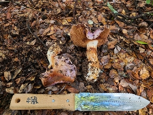  ( - FDS-CA-03537)  @11 [ ] by-nc (2024) Fresno Mycology Society Fungal Diversity Survey