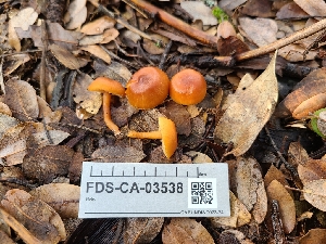  (Rhodophana sp. CA02 - FDS-CA-03538)  @11 [ ] by-nc (2024) Fresno Mycology Society Fungal Diversity Survey