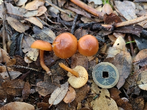  ( - FDS-CA-03538)  @11 [ ] by-nc (2024) Fresno Mycology Society Fungal Diversity Survey