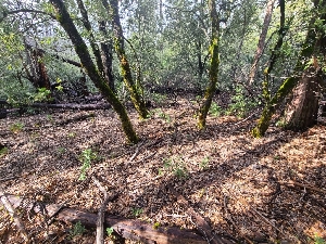  ( - FDS-CA-03538)  @11 [ ] by-nc (2024) Fresno Mycology Society Fungal Diversity Survey