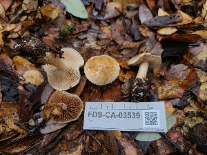  ( - FDS-CA-03539)  @11 [ ] by-nc (2024) Fresno Mycology Society Fungal Diversity Survey