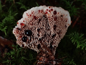 ( - FDS-CA-02288)  @11 [ ] by (2024) Mandy Hackney Fungal Diversity Survey