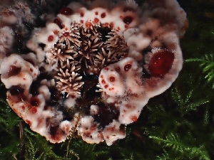  (Hydnellum sp. diabolus-PNW06 - FDS-CA-02288)  @11 [ ] by (2024) Mandy Hackney Fungal Diversity Survey