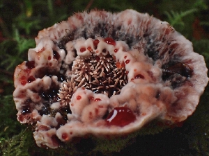  ( - FDS-CA-02288)  @11 [ ] by (2024) Mandy Hackney Fungal Diversity Survey