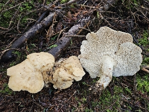  (Hydnum - FDS-CA-02277)  @11 [ ] by (2024) Mandy Hackney Fungal Diversity Survey