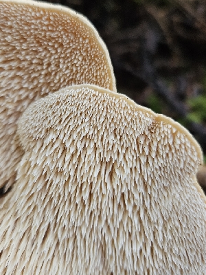  ( - FDS-CA-02277)  @11 [ ] by (2024) Mandy Hackney Fungal Diversity Survey