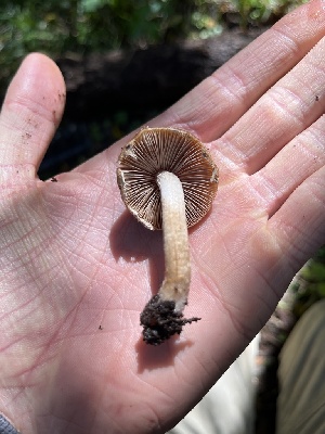  ( - FDS-CA-00050)  @11 [ ] by-nc (2024) Dean Lyons Fungal Diversity Survey