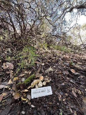  ( - FDS-CA-00051)  @11 [ ] by-nc (2024) Dean Lyons Fungal Diversity Survey