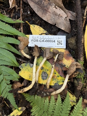  ( - FDS-CA-00054)  @11 [ ] by-nc (2024) Dean Lyons Fungal Diversity Survey