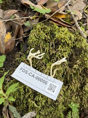  ( - FDS-CA-00056)  @11 [ ] by-nc (2024) Dean Lyons Fungal Diversity Survey