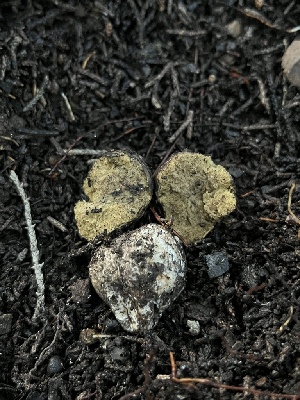  ( - FDS-CA-00062)  @11 [ ] by-nc (2024) Dean Lyons Fungal Diversity Survey