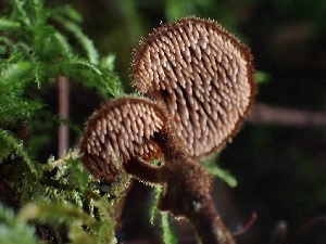  ( - FDS-CA-02293)  @11 [ ] by (2024) Mandy Hackney Fungal Diversity Survey