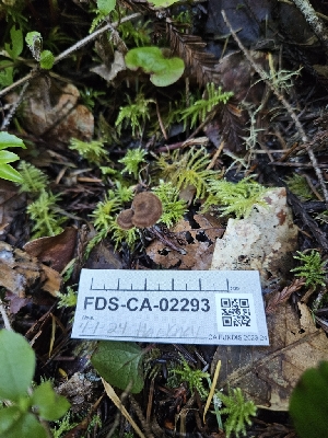  ( - FDS-CA-02293)  @11 [ ] by (2024) Mandy Hackney Fungal Diversity Survey