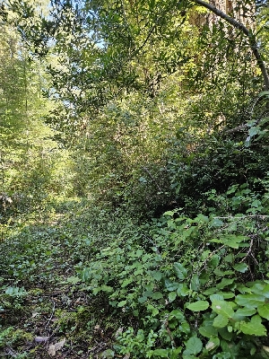  ( - FDS-CA-02293)  @11 [ ] by (2024) Mandy Hackney Fungal Diversity Survey
