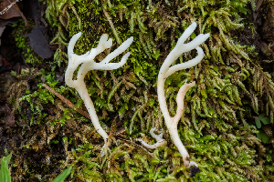  ( - FDS-CA-00056)  @11 [ ] by-nc (2024) Dean Lyons Fungal Diversity Survey