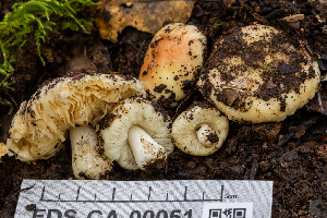  ( - FDS-CA-00051)  @11 [ ] by-nc (2024) Dean Lyons Fungal Diversity Survey