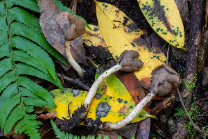  ( - FDS-CA-00054)  @11 [ ] by-nc (2024) Dean Lyons Fungal Diversity Survey