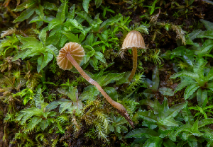  (Galerina - FDS-CA-00058)  @11 [ ] by-nc (2024) Dean Lyons Fungal Diversity Survey
