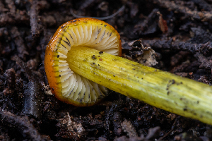  (Hygrophoraceae - FDS-CA-00059)  @11 [ ] by-nc (2024) Dean Lyons Fungal Diversity Survey
