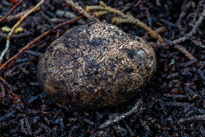  ( - FDS-CA-00062)  @11 [ ] by-nc (2024) Dean Lyons Fungal Diversity Survey
