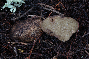  ( - FDS-CA-00062)  @11 [ ] by-nc (2024) Dean Lyons Fungal Diversity Survey