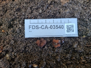  (Genea arenaria - FDS-CA-03540)  @11 [ ] by-nc (2024) Fresno Mycology Society Fungal Diversity Survey