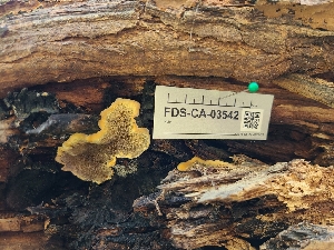  (Inonotus - FDS-CA-03542)  @11 [ ] by-nc (2024) Fresno Mycology Society Fungal Diversity Survey