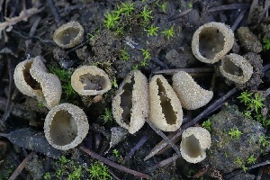  ( - FDS-CA-00960)  @11 [ ] by-nc (2024) Taye Bright Fungal Diversity Survey
