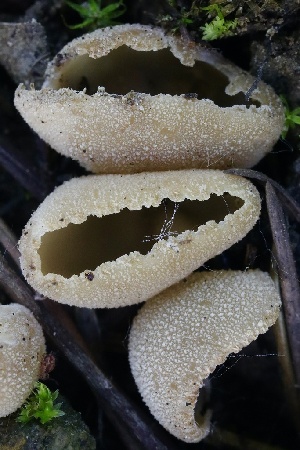  ( - FDS-CA-00960)  @11 [ ] by-nc (2024) Taye Bright Fungal Diversity Survey
