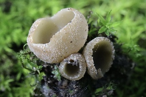  (Tarzetta - FDS-CA-00960)  @11 [ ] by-nc (2024) Taye Bright Fungal Diversity Survey