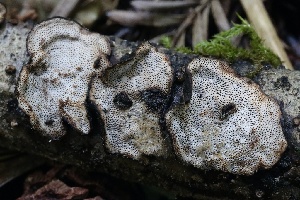  ( - FDS-CA-00961)  @11 [ ] by-nc (2024) Taye Bright Fungal Diversity Survey