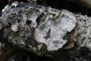  ( - FDS-CA-00961)  @11 [ ] by-nc (2024) Taye Bright Fungal Diversity Survey