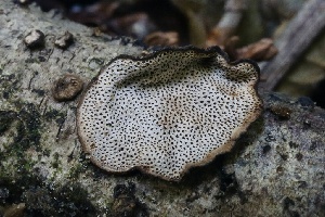  ( - FDS-CA-00961)  @11 [ ] by-nc (2024) Taye Bright Fungal Diversity Survey