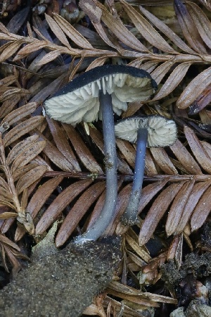  ( - FDS-CA-00962)  @11 [ ] by-nc (2024) Taye Bright Fungal Diversity Survey