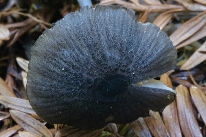  ( - FDS-CA-00962)  @11 [ ] by-nc (2024) Taye Bright Fungal Diversity Survey