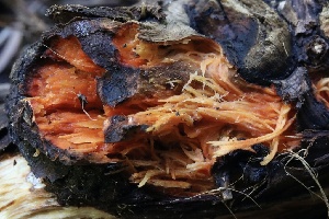  ( - FDS-CA-00965)  @11 [ ] by-nc (2024) Taye Bright Fungal Diversity Survey