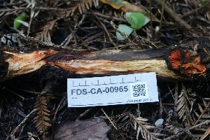  ( - FDS-CA-00965)  @11 [ ] by-nc (2024) Taye Bright Fungal Diversity Survey