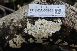  ( - FDS-CA-00968)  @11 [ ] by-nc (2024) Taye Bright Fungal Diversity Survey