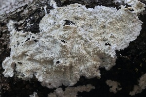  (Trechispora sp. nivea-CA01 - FDS-CA-00968)  @11 [ ] by-nc (2024) Taye Bright Fungal Diversity Survey