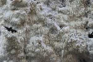  ( - FDS-CA-00968)  @11 [ ] by-nc (2024) Taye Bright Fungal Diversity Survey