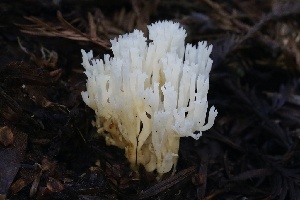  ( - FDS-CA-00970)  @11 [ ] by-nc (2024) Taye Bright Fungal Diversity Survey
