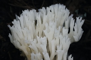  ( - FDS-CA-00970)  @11 [ ] by-nc (2024) Taye Bright Fungal Diversity Survey