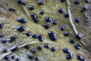  (Cenangiaceae - FDS-CA-00971)  @11 [ ] by-nc (2024) Taye Bright Fungal Diversity Survey