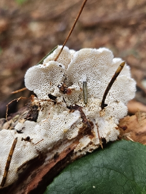  ( - FDS-CA-02201)  @11 [ ] by (2024) Mandy Hackney Fungal Diversity Survey