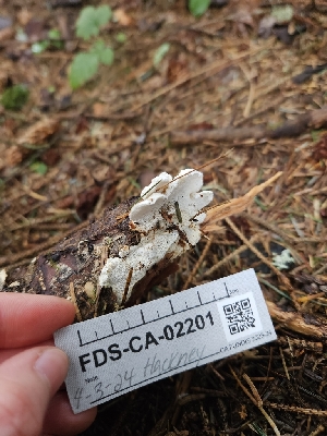  ( - FDS-CA-02201)  @11 [ ] by (2024) Mandy Hackney Fungal Diversity Survey