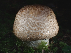  ( - FDS-CA-02146)  @11 [ ] by (2024) Mandy Hackney Fungal Diversity Survey