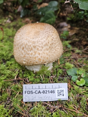 ( - FDS-CA-02146)  @11 [ ] by (2024) Mandy Hackney Fungal Diversity Survey