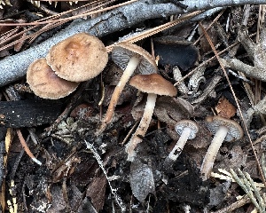  ( - HAY-F-005742)  @11 [ ] c (2023) Rudy Diaz Fungal Diversity Survey