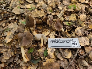  ( - FDS-CA-03548)  @11 [ ] by-nc (2024) Fresno Mycology Society Fungal Diversity Survey